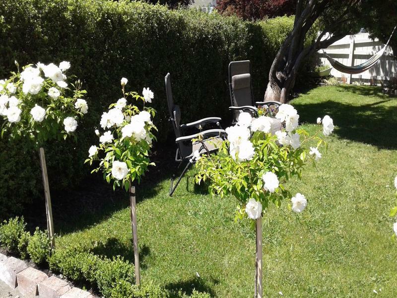 Coeden Cottage Blenheim Luaran gambar