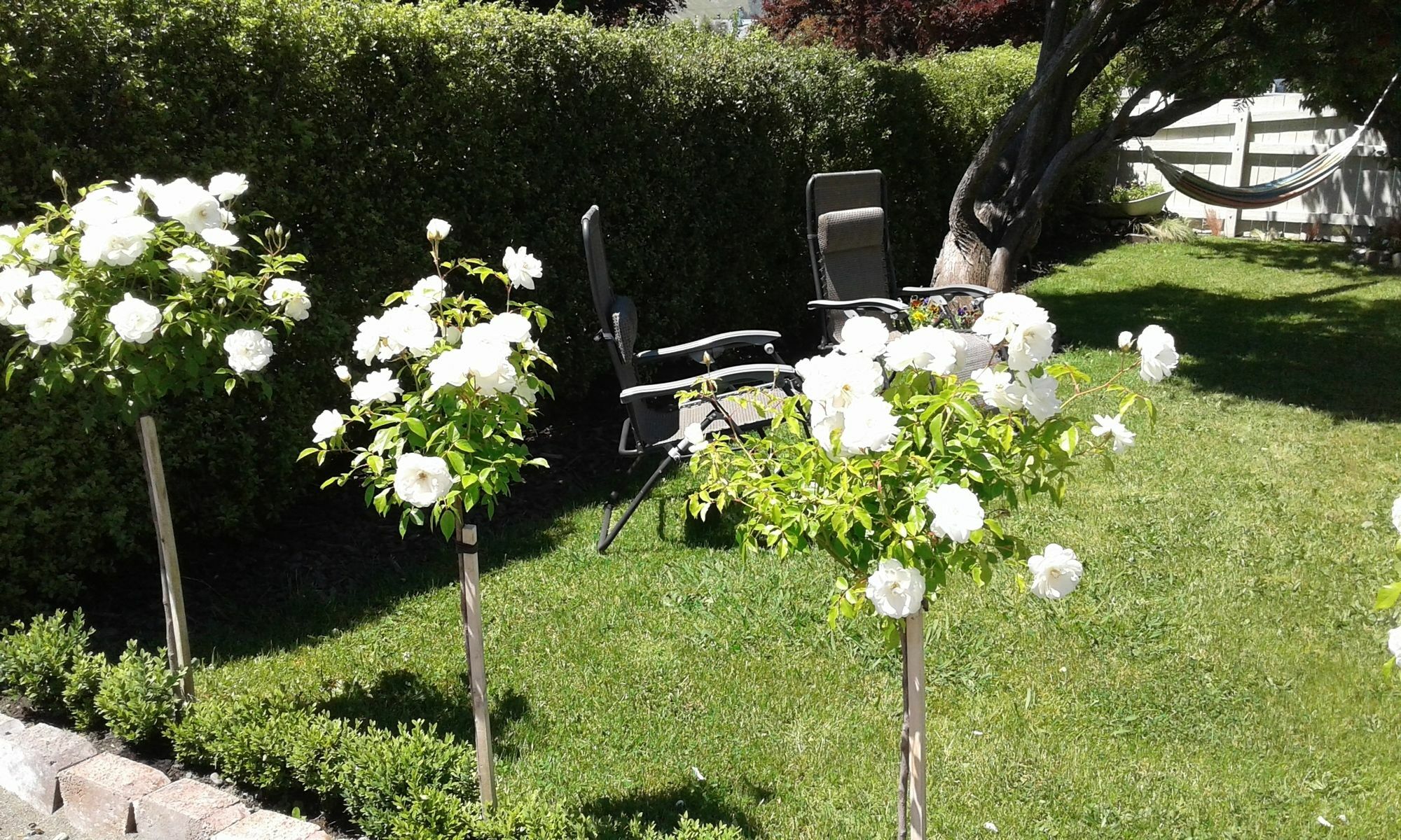 Coeden Cottage Blenheim Luaran gambar